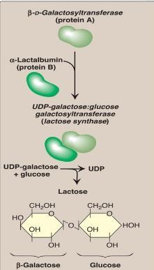 component of the structurally important N-linked glycoproteins. Protein B is found only in lactating mammary glands.