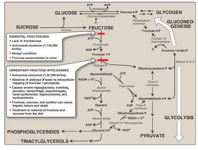 D. Disorders of fructose metabolism: There are two types of disorders; one is