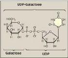 GALACTOSE METABOLISM Galactose is an isomer of glucose; specifically, it is an epimer of glucose (C4 epimer) the only difference between them is around carbon number 4 The most important source of it