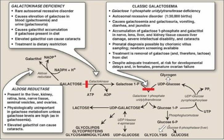 Phosphorylation of galactose: Like fructose, galactose must be phosphorylated before it can be further metabolized.