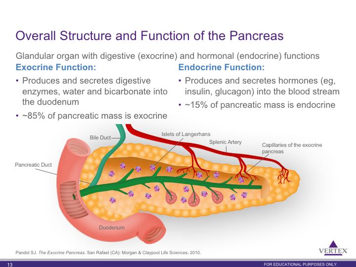 The exocrine pancreas secretes digestive enzymes and sodium bicarbonate which are ultimately carried through the pancreatic duct into the duodenum 1 Digestive enzymes include α-amylase, lipase,