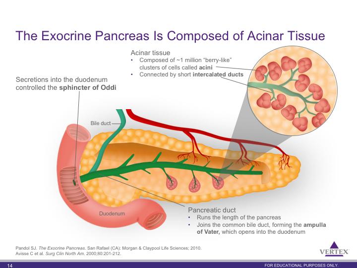 Pancreatic gross anatomy is depicted on this slide References Pandol SJ. The Exocrine Pancreas.