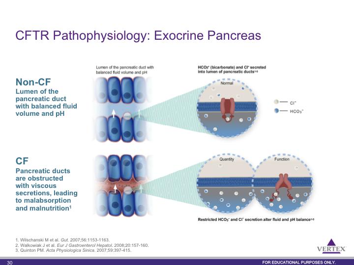 Under normal conditions in the pancreas, CFTR channels secrete Cl into the lumen of pancreatic ducts to maintain the appropriate fluid volume of pancreatic secretions.