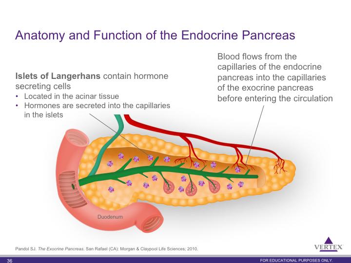 Anatomic studies demonstrate that the blood flow from the endocrine pancreas enters the capillaries of the exocrine tissue surrounding each of the islets before entering the general circulation This