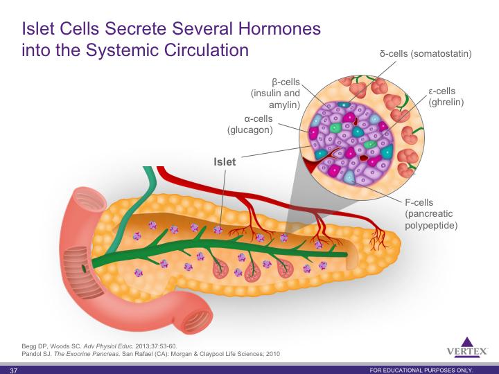 Islet cells include β-cells that secrete insulin and amylin, α-cells that secrete glucagon, δ-cells that secrete somatostatin, ε-cells that secrete ghrelin, and F-cells that secrete pancreatic