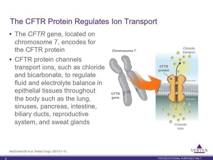 CFTR protein channels transport ions, such as chloride and bicarbonate, to regulate fluid and electrolyte