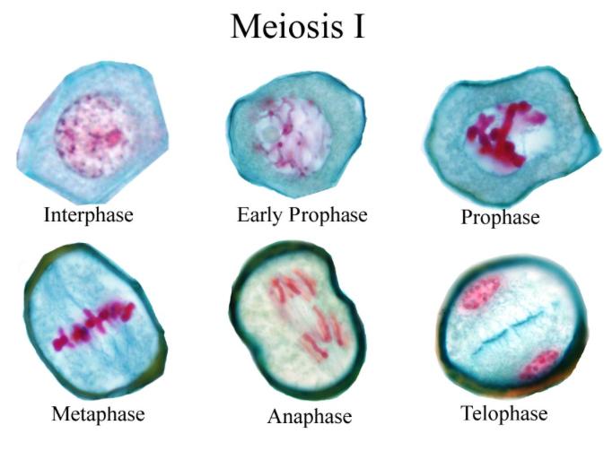 Telophase I During Telophase I, a cleavage furrow occurs in animal cells, and cell plate occurs in plant cells resulting in two daughter cells.
