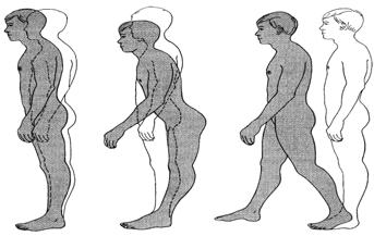 muscles that maintain posture following perturbations (speed: