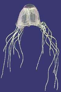 BOX Jellyfish Sea Wasp Species - Chironex Fleckeri Synonyms - Box Jellyfish, Fire Medusa, Indringa.