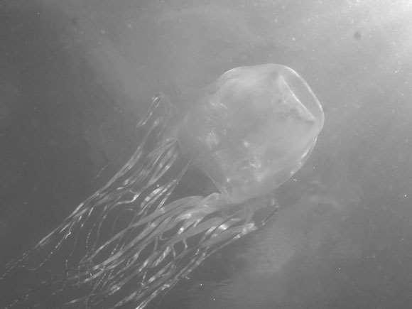 For mobility, the Box Jellyfish contracts with a jet-like motion, shooting itself along up to speeds of 4 knots.