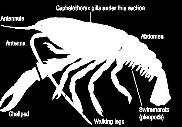 2. Place a crayfish on its side in a dissection tray. Use the diagram below to locate the cephalothorax and the abdomen.