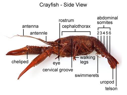 On the carapace, observe an indentation, the cervical groove, that extends across the midregion and separates the head and thoracic