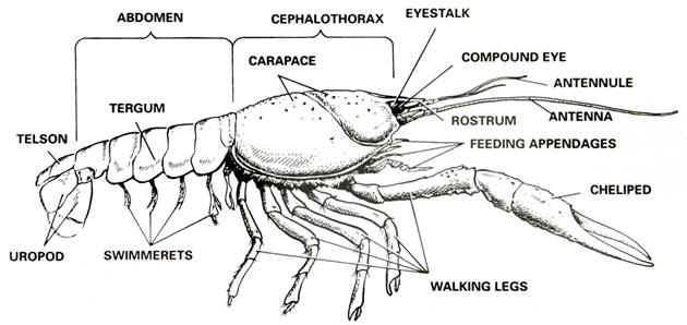What is the main difference between the cephalothorax and abdomen? 3.