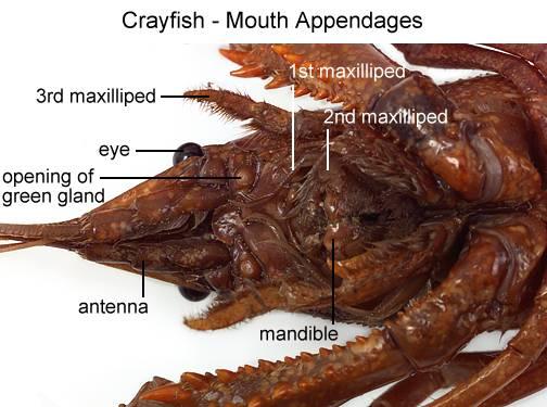 Then observe the mandibles, or true jaws, behind the antennae.