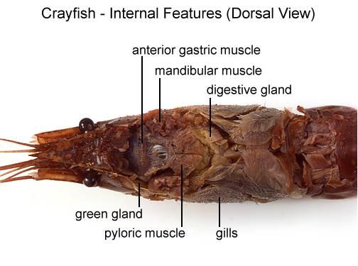 20. Use the diagram below to locate and identify the organs of the digestive
