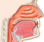 Tonsils Pharyngeal Tonsils
