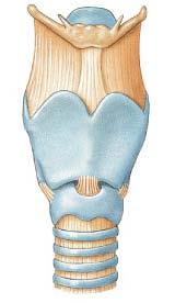 Larynx Epiglottis Hyoid Bone Thyrohyoid Membrane Thyroid