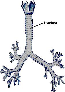 Airways Larynx Trachea Right