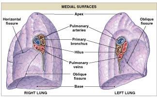 Lungs: