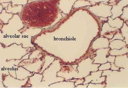 Bronchioles Respiratory Bronchioles Respiratory Bronchioles : Continued