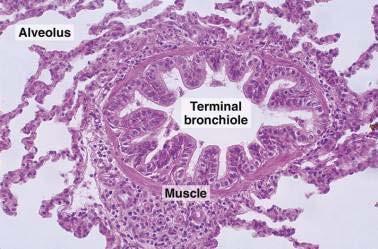 Bronchiole Histology Notice the lack of