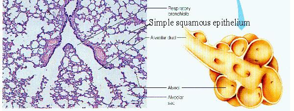 Alveolar sacs Alveoli Alveolar sacs look like