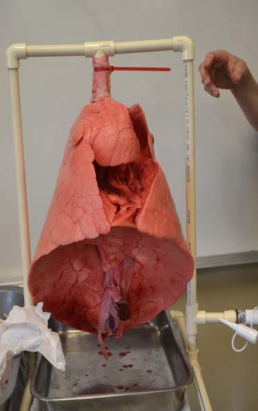 You may take a moment to play with the bell jar model of the lung if