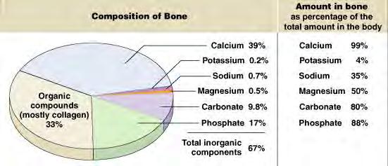Skeleton as Calcium Reserve Bones store calcium and other