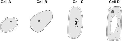 5 The figure below shows four different types of cell. (a) Which cell is a plant cell? Give one reason for your answer.
