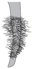 (b) The image below shows part of a plant root. The plant root is adapted for absorbing water from the soil.