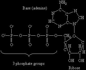 The PO 4 bonds are high-energy bonds that require energy to be made & release energy when broken ATP is made & used continuously by cells