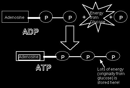 P i + energy «ATP + H 2 O Enzymes (ATP synthetase& ATPase) help break & reform these high energy PO 4 bonds in a process called