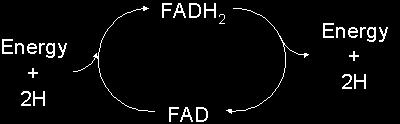 4. Energy Carriers During Respiration: NADH: A second energy carrying molecule in the mitochondria; produces 3 ATP