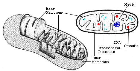 Mitochondria: Has outer smooth, outer membrane & folded inner membrane Folds are called cristae Space inside cristae