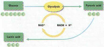 Includes the Krebs Cycle & the Electron Transport Chain Pyruvic acid from