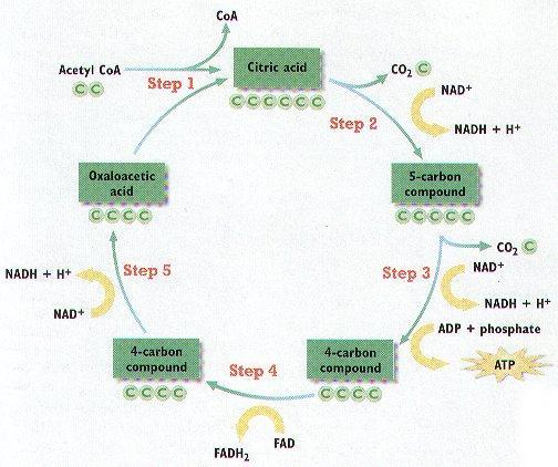 Requires 2 cycles to metabolize glucose Acetyl Co-A (2C) enters the Kreb's Cycle & joins with Oxaloacetic Acid (4C) to make Citric Acid (6C) Citric acid is oxidized releasing CO 2, free H +, & e -
