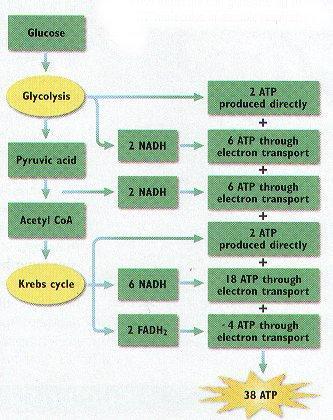 4 ATP 2 ATP 2 ATP 4 ATP 38 ATP Most cells produce 36-38 molecules of ATP per glucose