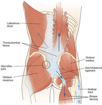 sacrotuberous ligament Lumbar