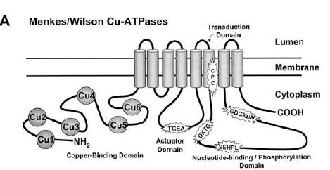 Wilson ATPase (P 1B -type ATPase) membrane Transduction Domain lumen cytoplasm Copper-binding Domain