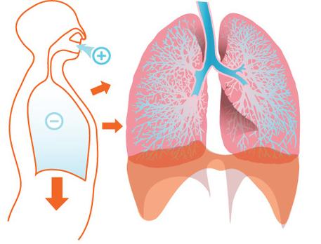 BREATHING USES DIFFERENT MUSCLES FOR INSPIRATION AND EXPIRATION GAS EXCHANGE - STRUCTURE AND FUNCTION thorax inspiration expiration intercostal diaphragm antagonistic 6.4.