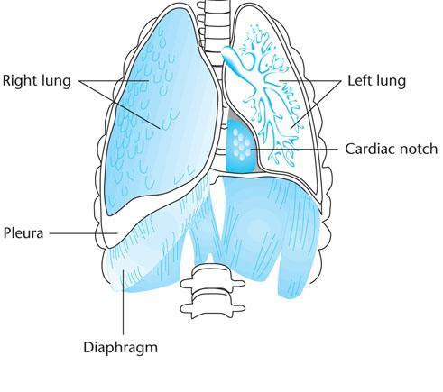 Anatomy Review (cont.) Internal thoracic organs and major blood vessels: Heart & pericardium.