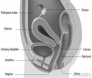 Symptoms Reproduction and Pregnancy Bulk symptoms Dysmenorrhea Dyspareunia Pain