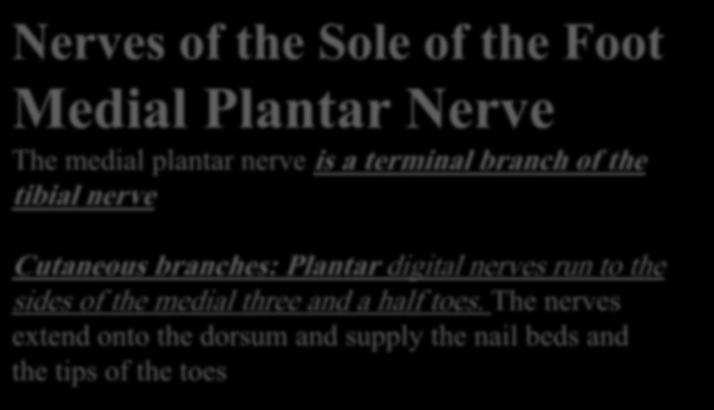 Nerves of the Sole of the Foot Medial Plantar Nerve The medial plantar nerve is a terminal branch of the