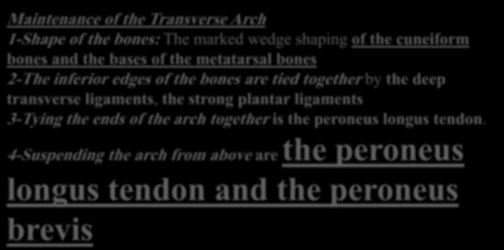 above are the peroneus longus and the brevis Maintenance of the Transverse Arch 1-Shape of the bones: The marked wedge shaping of the cuneiform bones and the bases of the metatarsal bones 2-The