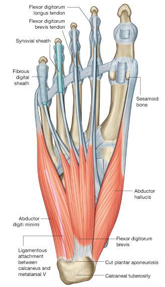 Muscles of the Sole of the Foot The muscles of the