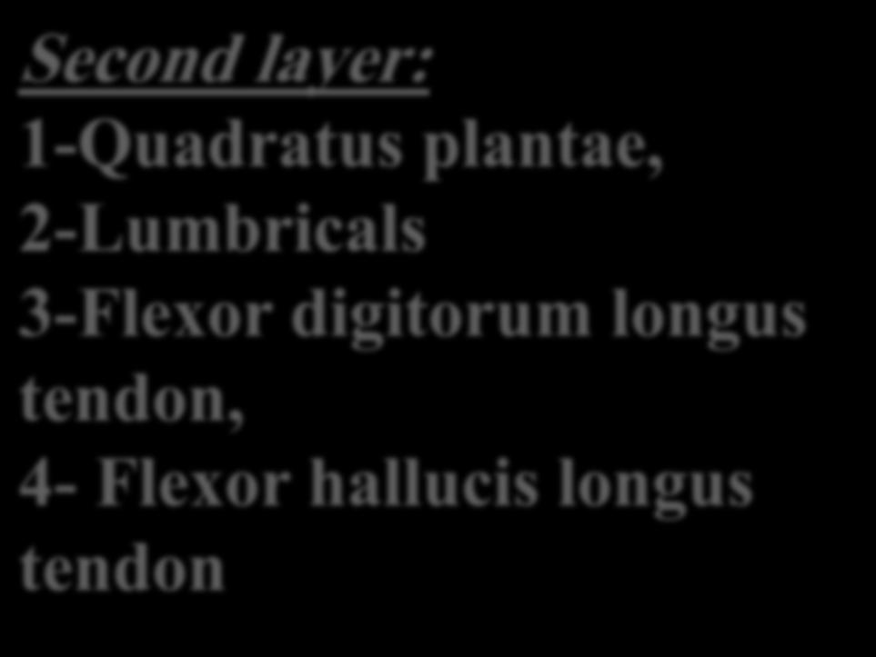 3-Flexor digitorum longus