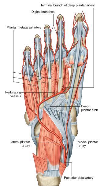 Arteries of the Sole of the Foot Medial Plantar Artery The medial