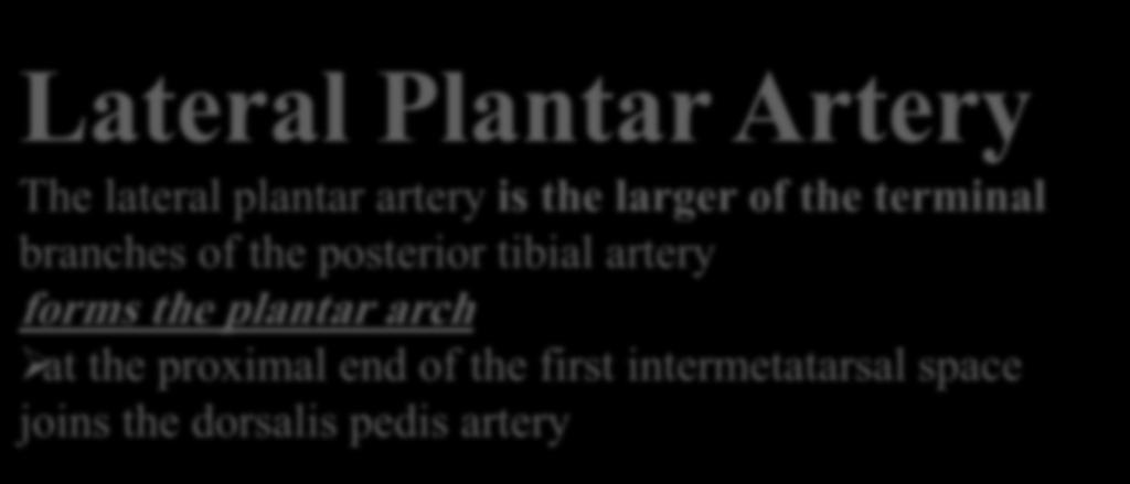 terminal branches of the posterior tibial artery forms the plantar arch