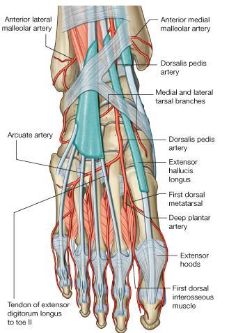 Dorsalis Pedis Artery (the Dorsal Artery of the