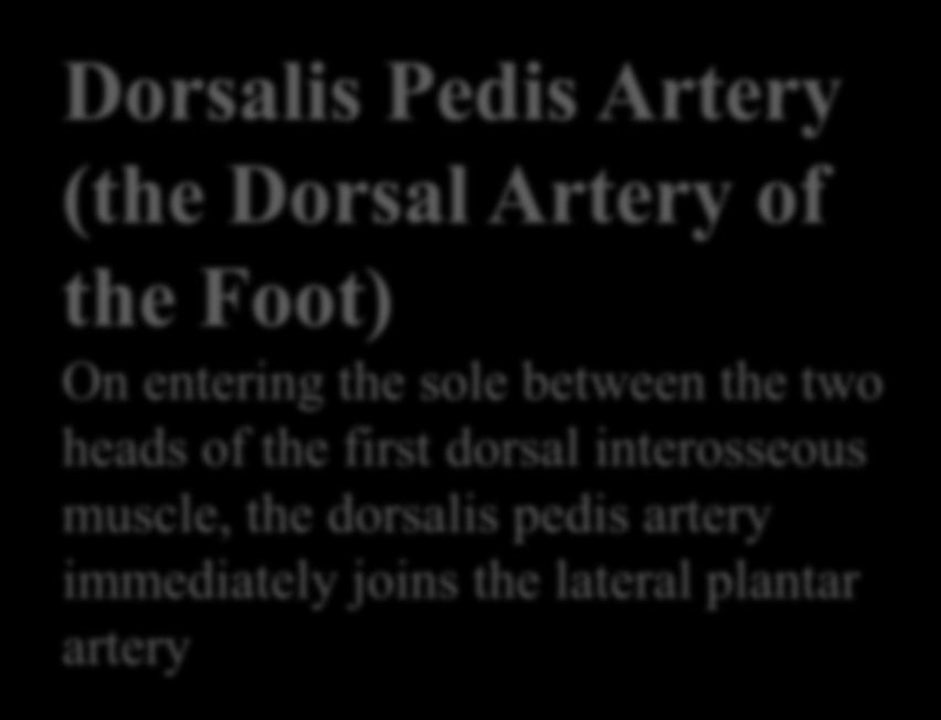 the first dorsal interosseous muscle, the dorsalis